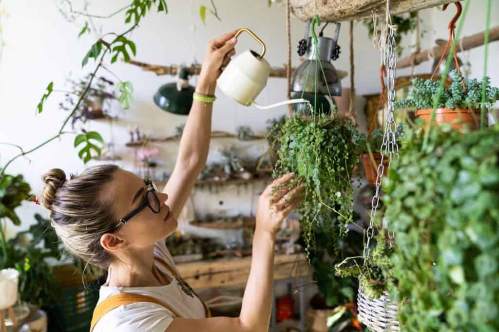 Motivos para ter plantas dentro de casa!🏡 Nos siga para mais