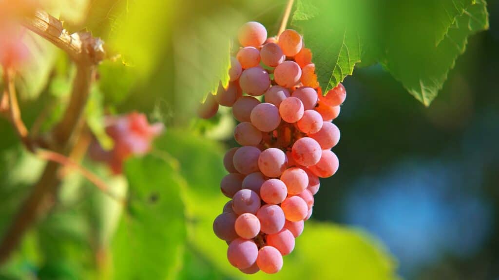 Imagem de cacho de uva roxa