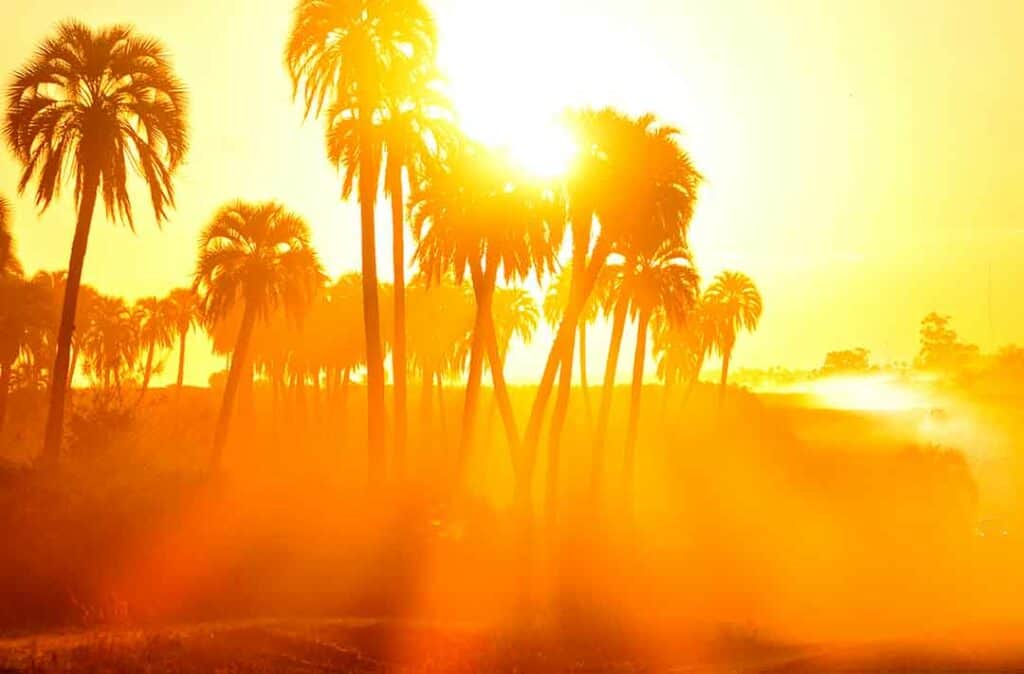 Texto alternativo: Na imagem há um pôr do sol e coqueiros representando uma tarde de verão