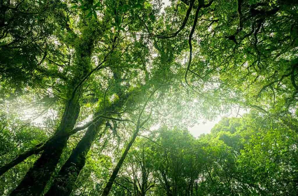 Texto alternativo: uma foto tirada de baixo para cima de algumas árvores grandes