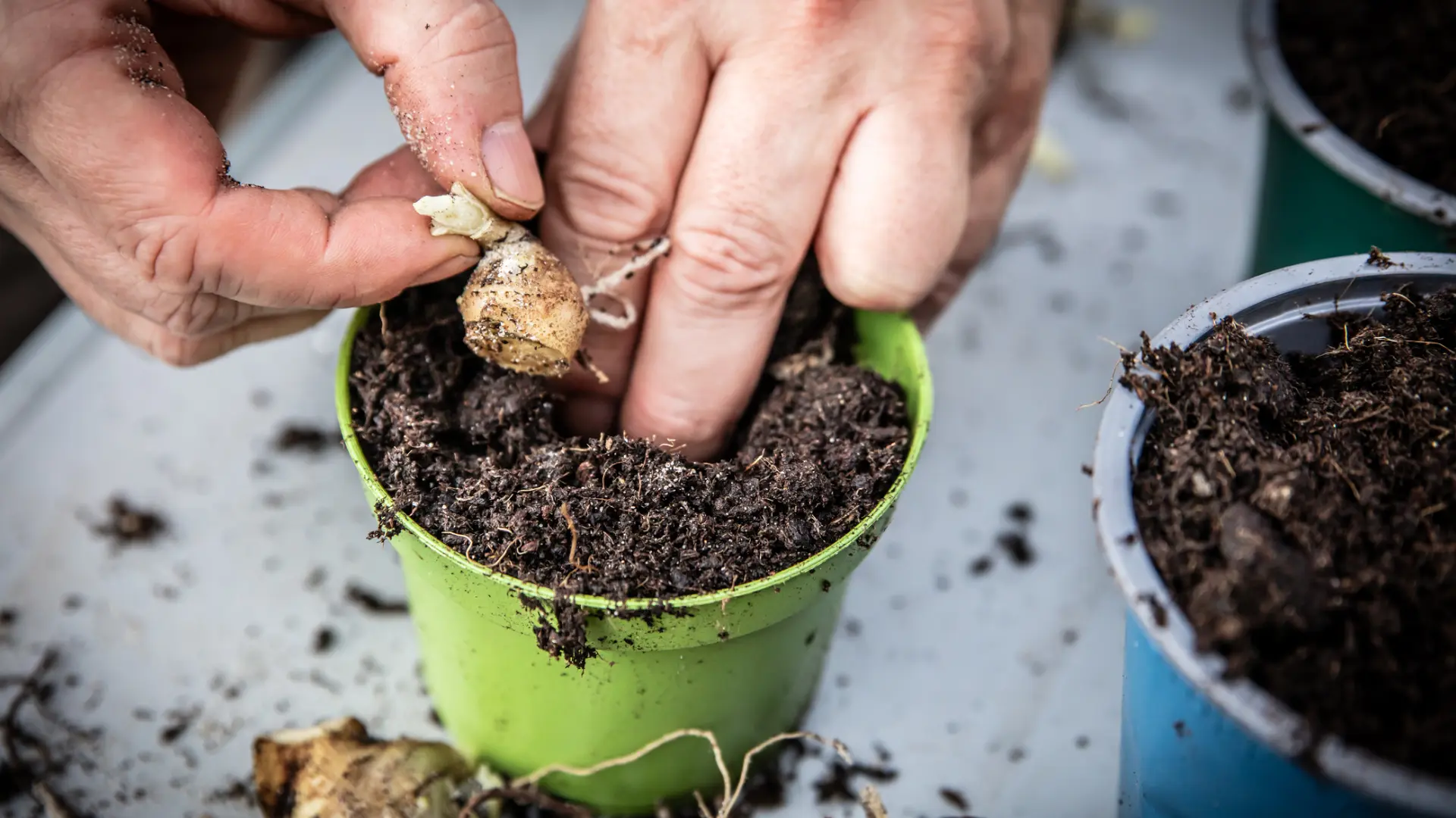 Texto alternativo: uma mão plantando uma semente em um pequeno vaso verde cheio de terra